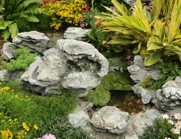 kamienie, rośliny ogrodowe